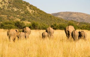 Experiencing Wildlife Safaris: Ethical Practices and Best Locations