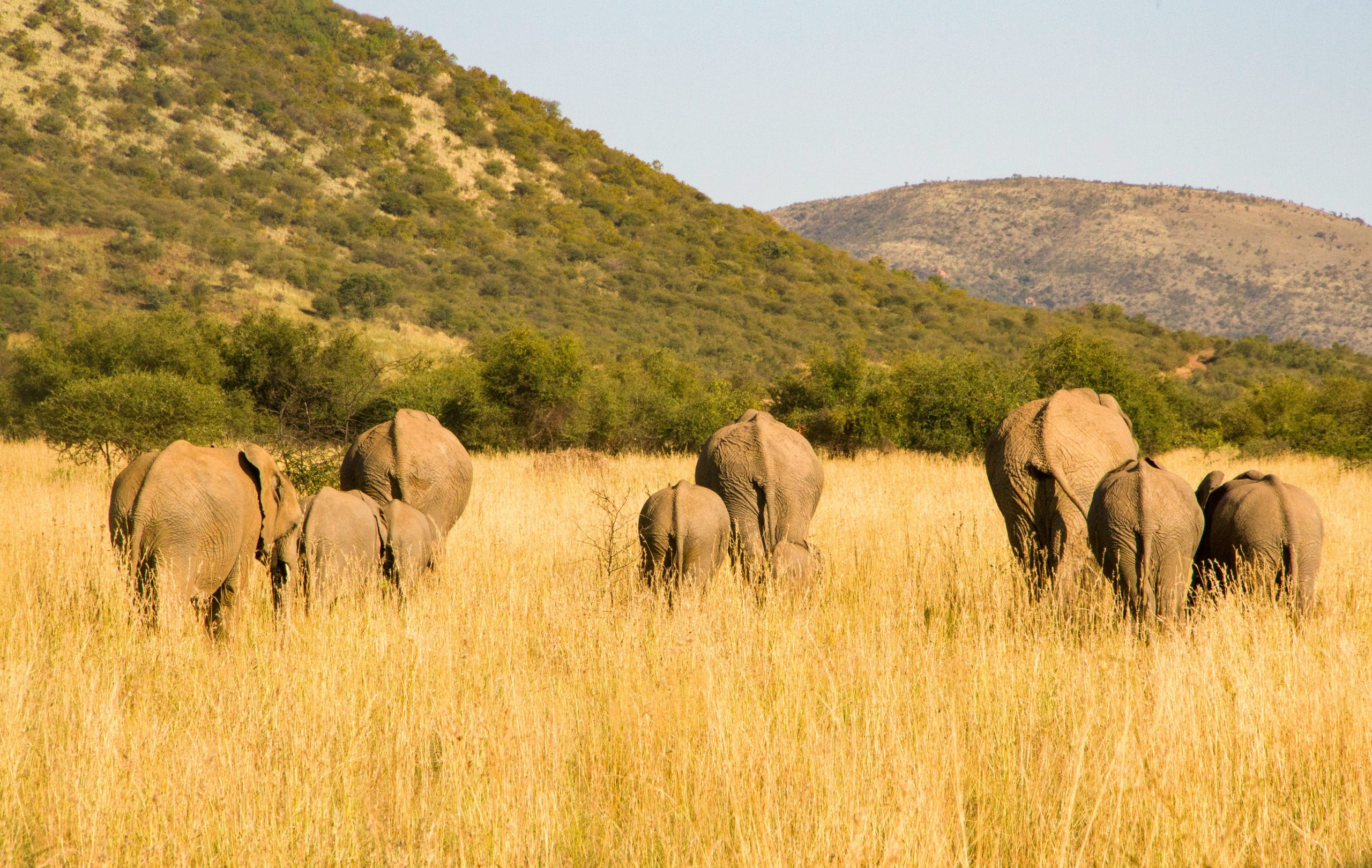 Experiencing Wildlife Safaris: Ethical Practices and Best Locations